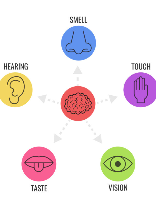 Marketing Sensorial Como Estimular os Sentidos e Criar Experiências Únicas para o Seu Público